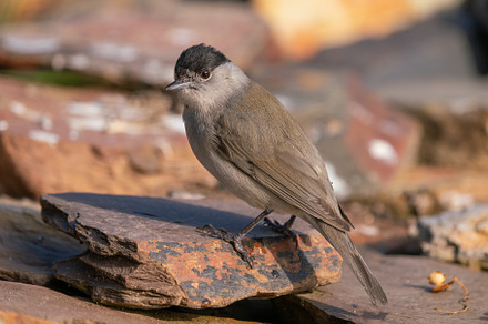 Sylvia atricapilla