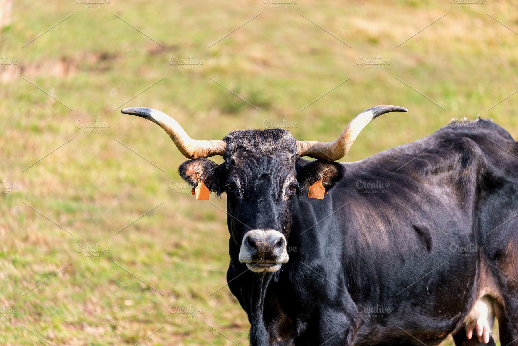 Portrait of Vaca Tudanca in Cantab, an Animal Photo by Perpis