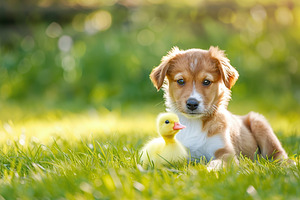 Little puppy with small yellow duckling on green grass, an Animal Photo by AlyaAnd