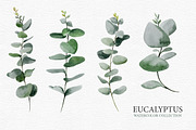 Eucalyptus collection, a Decorative Illustration by Colibri Watercolor (Thumbnail 2 of 5)