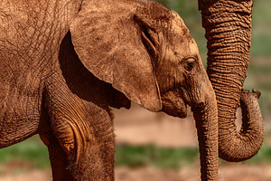 African elephant calf next to an adu, an Animal Photo by Perpis
