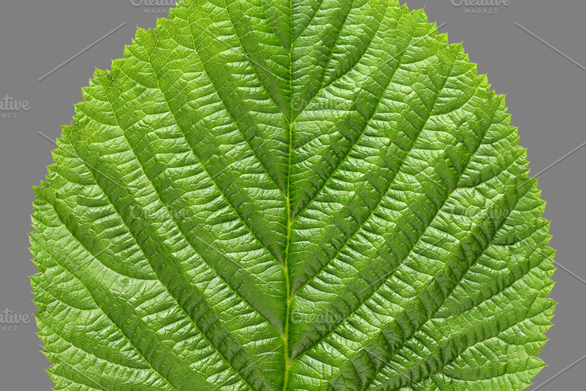 Bundle of isolated green leaves, a Nature Photo by Anatoliy Sadovskiy (Photo 9 of 10)