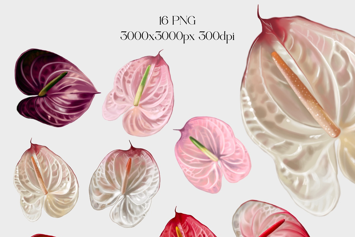 Wedding flower Anthurium bundle, a Decorative Illustration by NNclipart (Photo 2 of 2)
