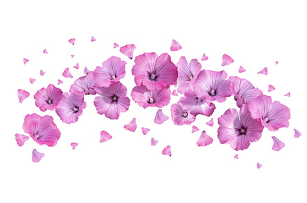 flowers scatter with petals on a, a Nature Photo by Pakosta