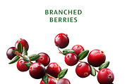 Cranberries—46 images, an Object Graphic by Hortimages (Thumbnail 4 of 8)