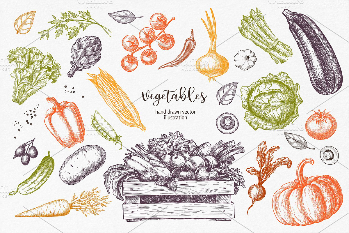 Vegetables. Hand drawn collection., a Food Illustration by natadanko (Photo 4 of 7)