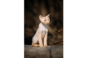 Red-Cream Devon Rex Kitten Standing, an Animal Photo by Our Amazing World