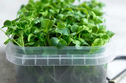 Micro greens. Sprouted Radish Seeds., a Food & Drink Photo by Olena Rudo