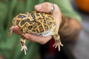 A hand gently holding a horned frog,, an Animal Photo by Imaginarium