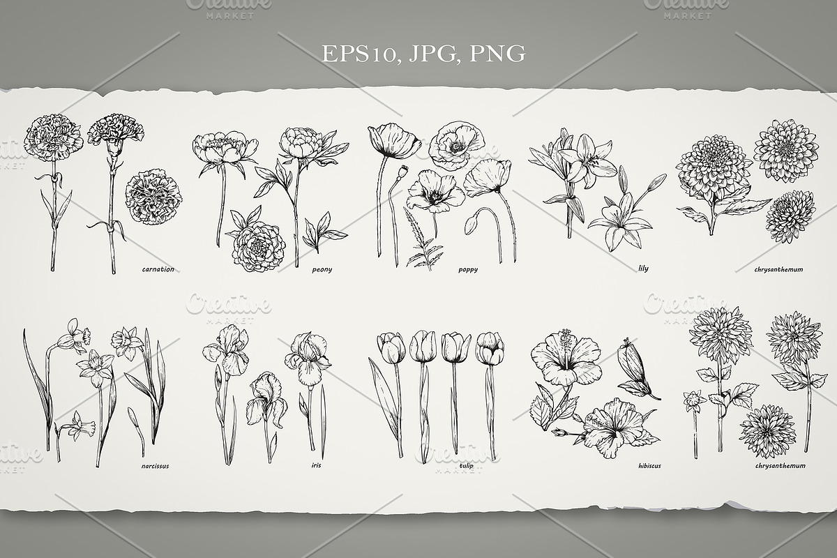 Set of Flowers, an Illustration by Victoria_Novak (Photo 2 of 5)