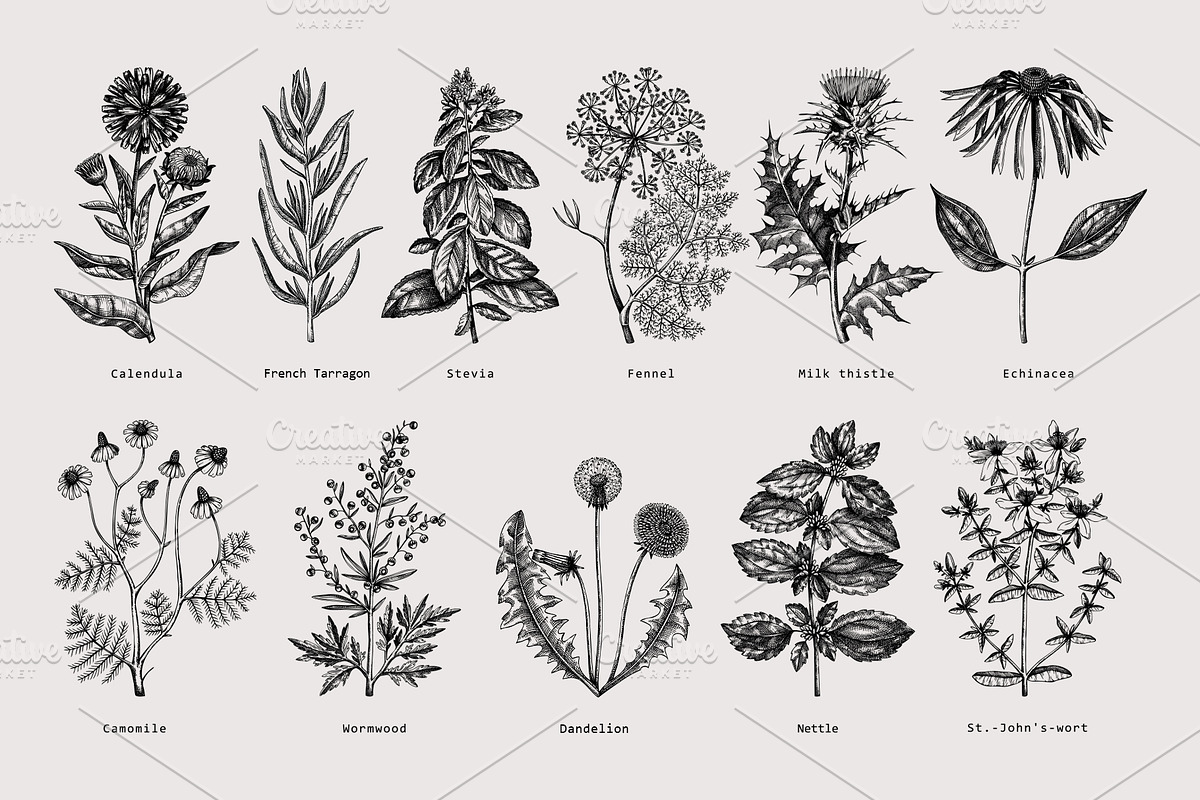 25 Medicinal Herbs Vector Collection, a Healthcare Illustration by Yevheniia (Photo 5 of 11)
