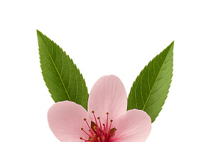 Cherry blossoms with green leaves on, an Illustration by Dvoevnore photos