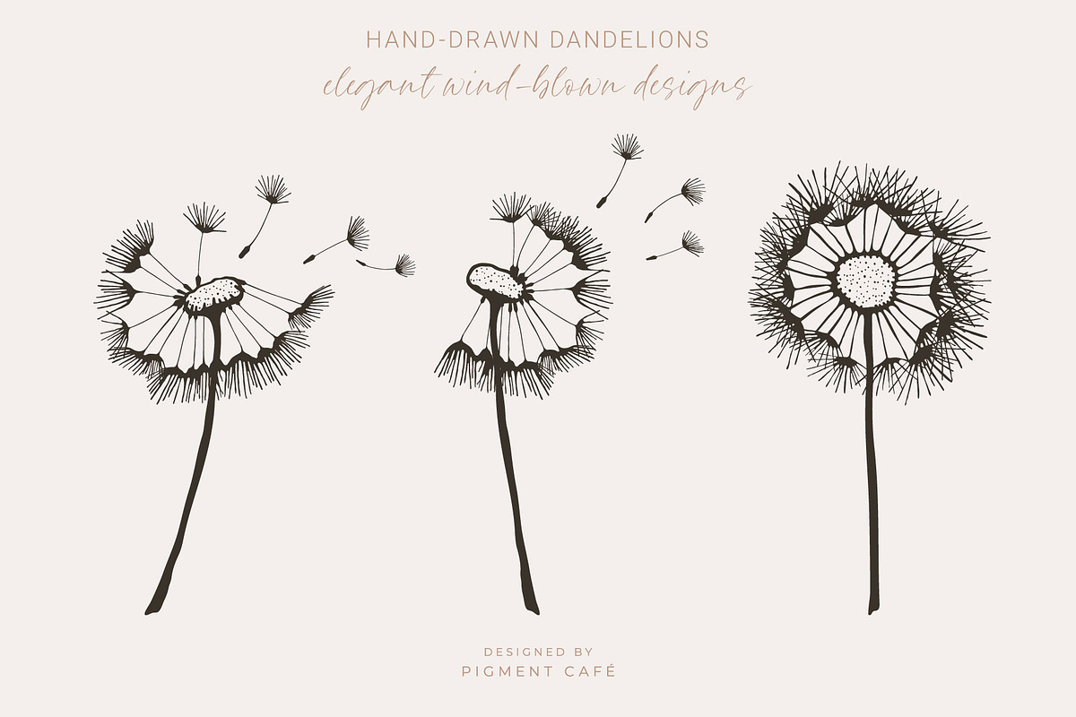 Artistic Dandelion Sketches, a Decorative Illustration by Pigment Café (Photo 2 of 6)