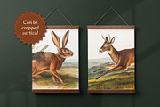 25 Vintage Mammal Prints by Audubon, an Animal Illustration by The Object Atlas (Thumbnail 7 of 10)