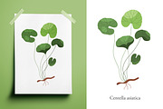 Gotu Kola or Centella asiatica plant, a Food Illustration by Good Studio (Thumbnail 1 of 4)