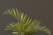 The Alexandra Palm Bush, a Plants & Tree 3D Model by FuturePastCreatives (Thumbnail 10 of 15)