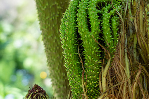 Young spiky gunnera leaf unfurling in a lush green environment, a Nature Photo by GoodGoods