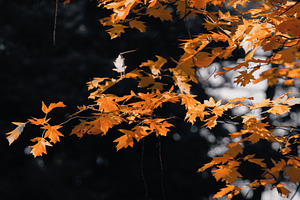 Leaf #1, a Nature Photo by jakub_kopecky