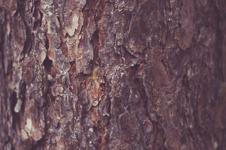 Birch Tree Bark Featuring Birch Bark And Tree preview 4