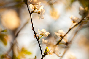 Cherry Blossoms, a Nature Photo by THP Creative