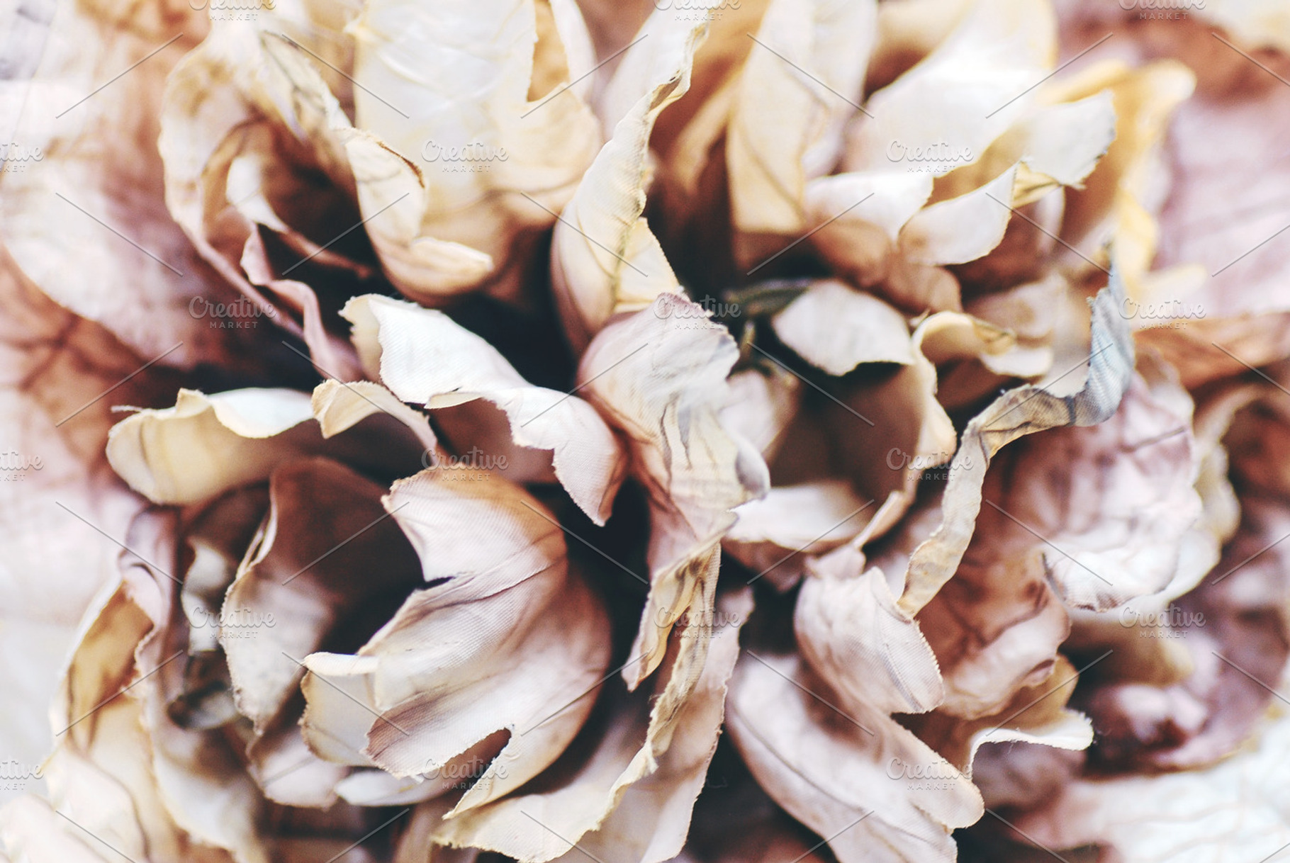 Floral Bloom Styled Stock, a Nature Photo by Alicia Youngken Photo's