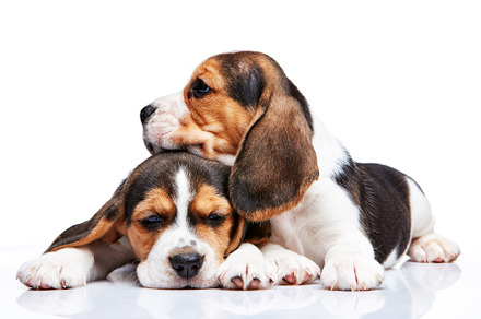 Beagle puppies on white background stock photo containing beagle and puppy, an Animal Photo by Volodymyr Melnyk