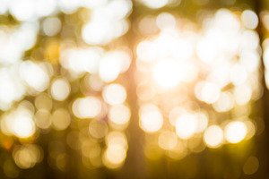 Nature Bokeh Background, a Background Photo by THP Creative