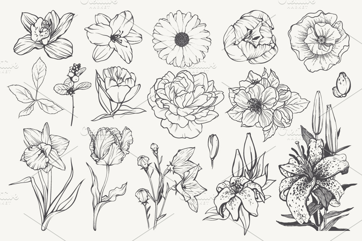Linear vector flowers set, an Illustration by Color and Decor (Photo 2 of 3)