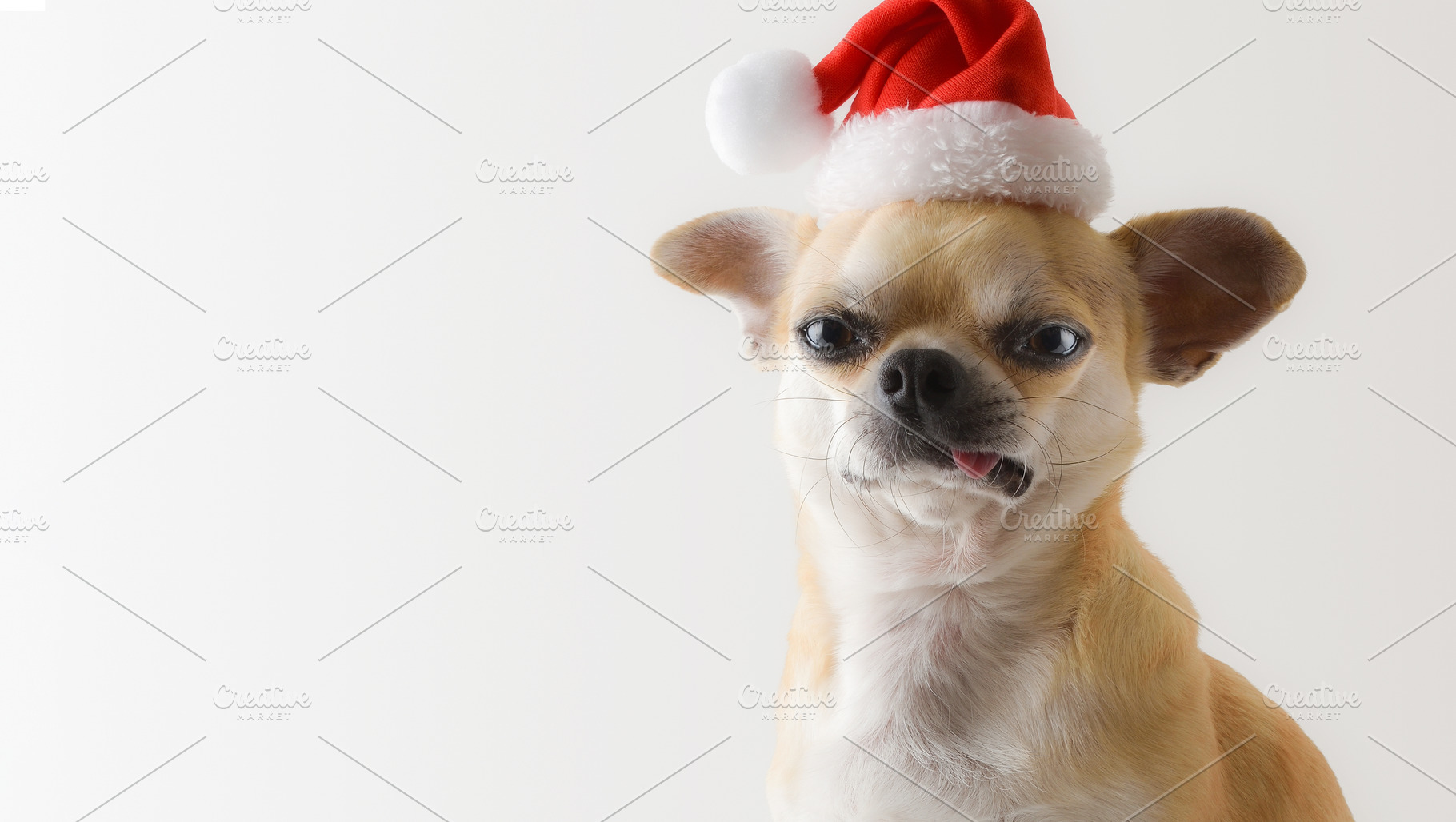 Close-up portrait of Chihuahua wearing Santa hat with isolated b, a Holiday Photo by Davizro's Market