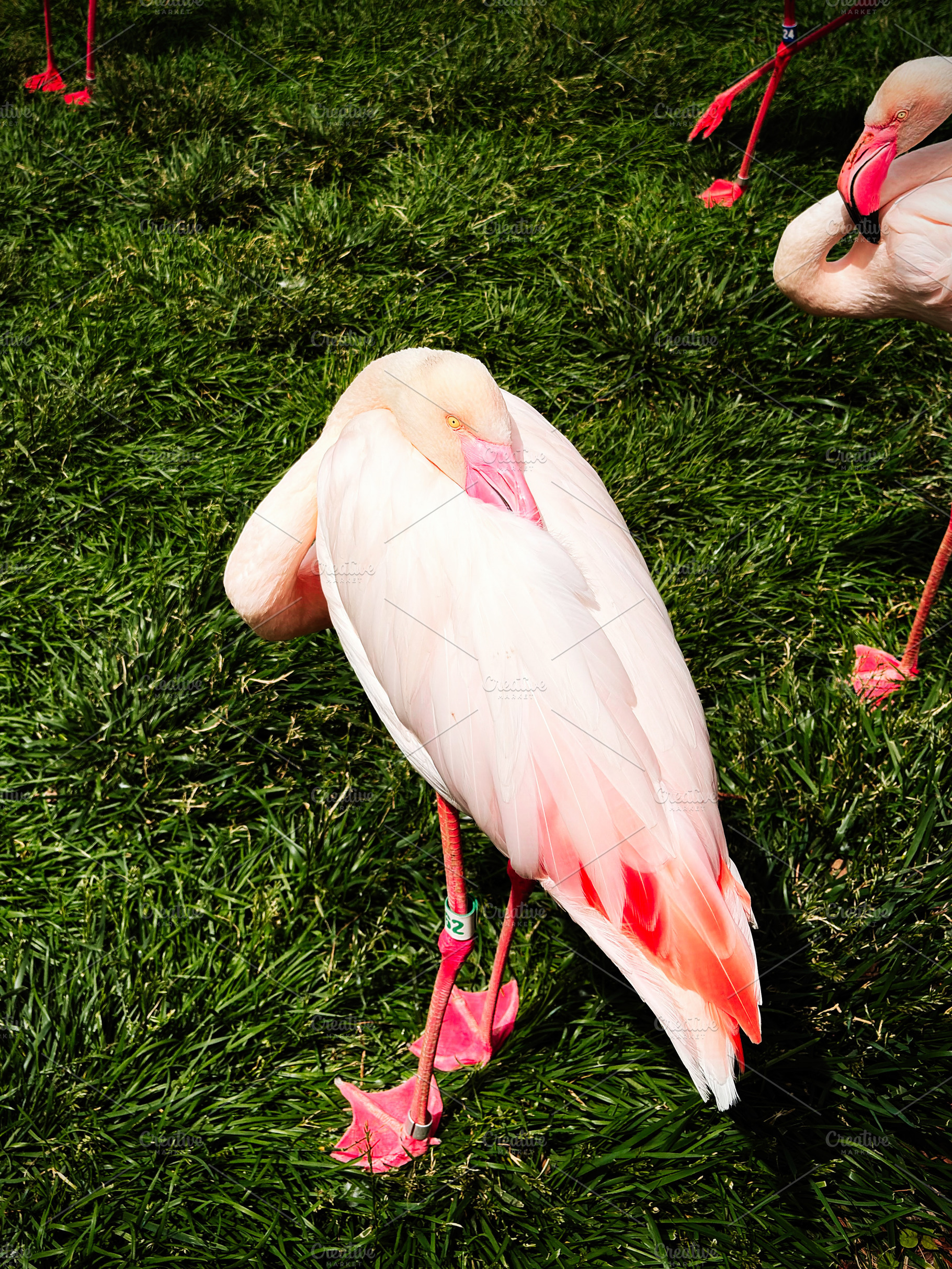 Group of pink flamingo standing on green grass in Indiana park, vibrant and sun, a Photo by AS photostudio