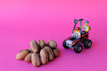 Pecan + toy