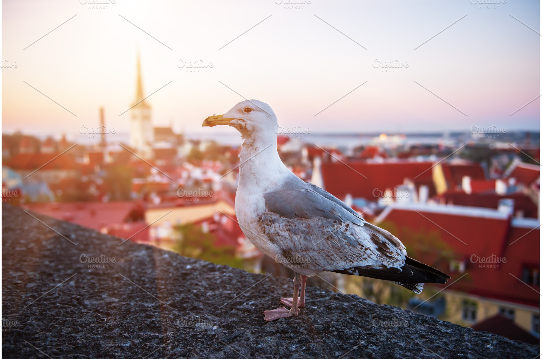 Tallinn and sea gull, an Architecture Photo by Nature and travel