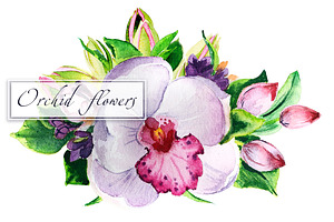 Orchid flowers watercolor