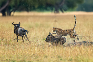 Cheetah hunting wildebeest calf in african savanna, an Animal Photo by Byrdyak