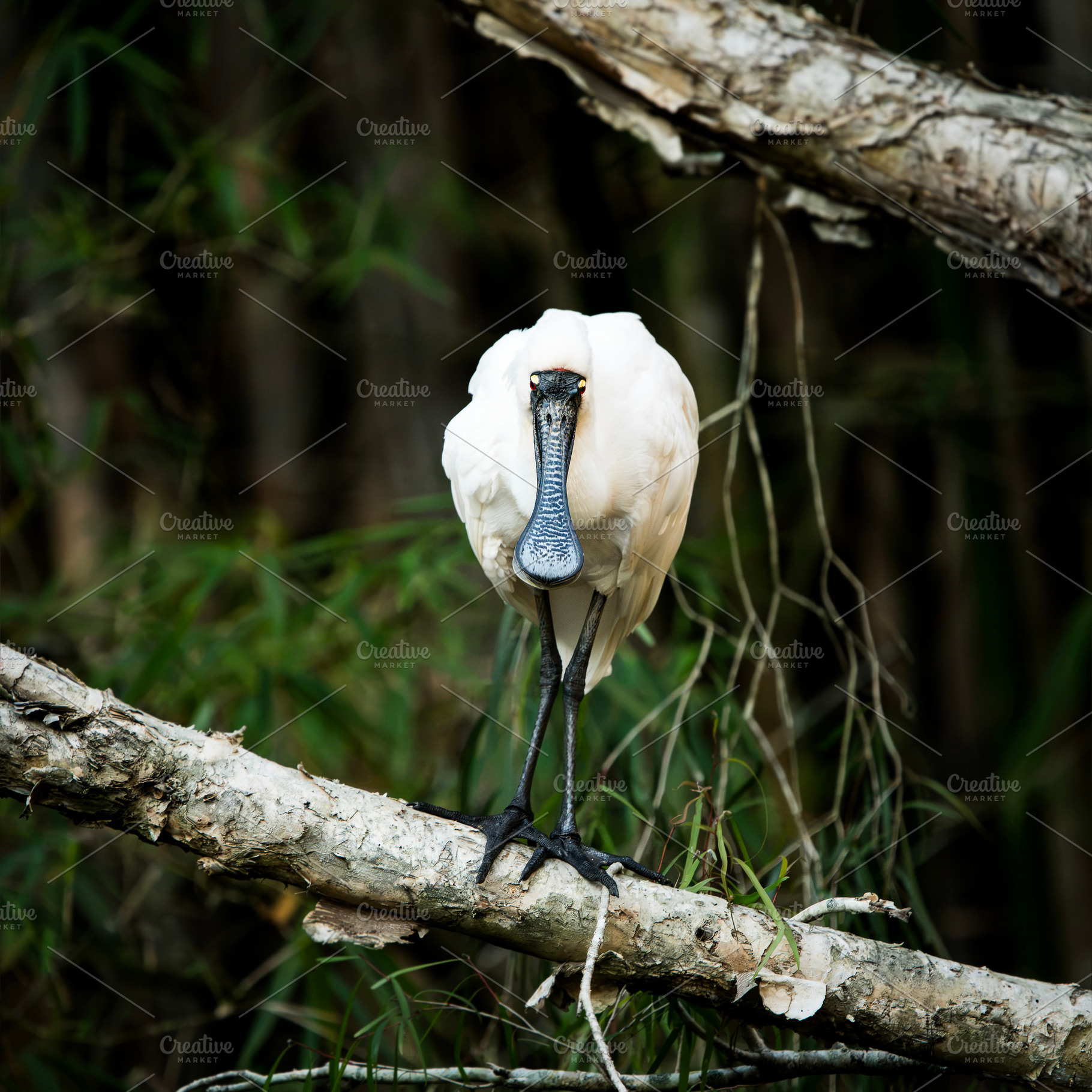 Royal Spoonbill, an Animal Photo by Rob D Animal Photography