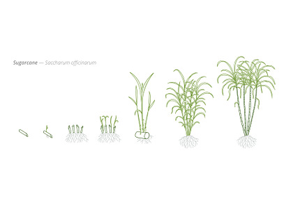 Sugarcane Growth Stages Vector