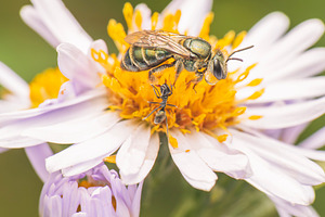 Yellow-green Austral-Nomia bee, an Animal Photo by Rob D Animal Photography