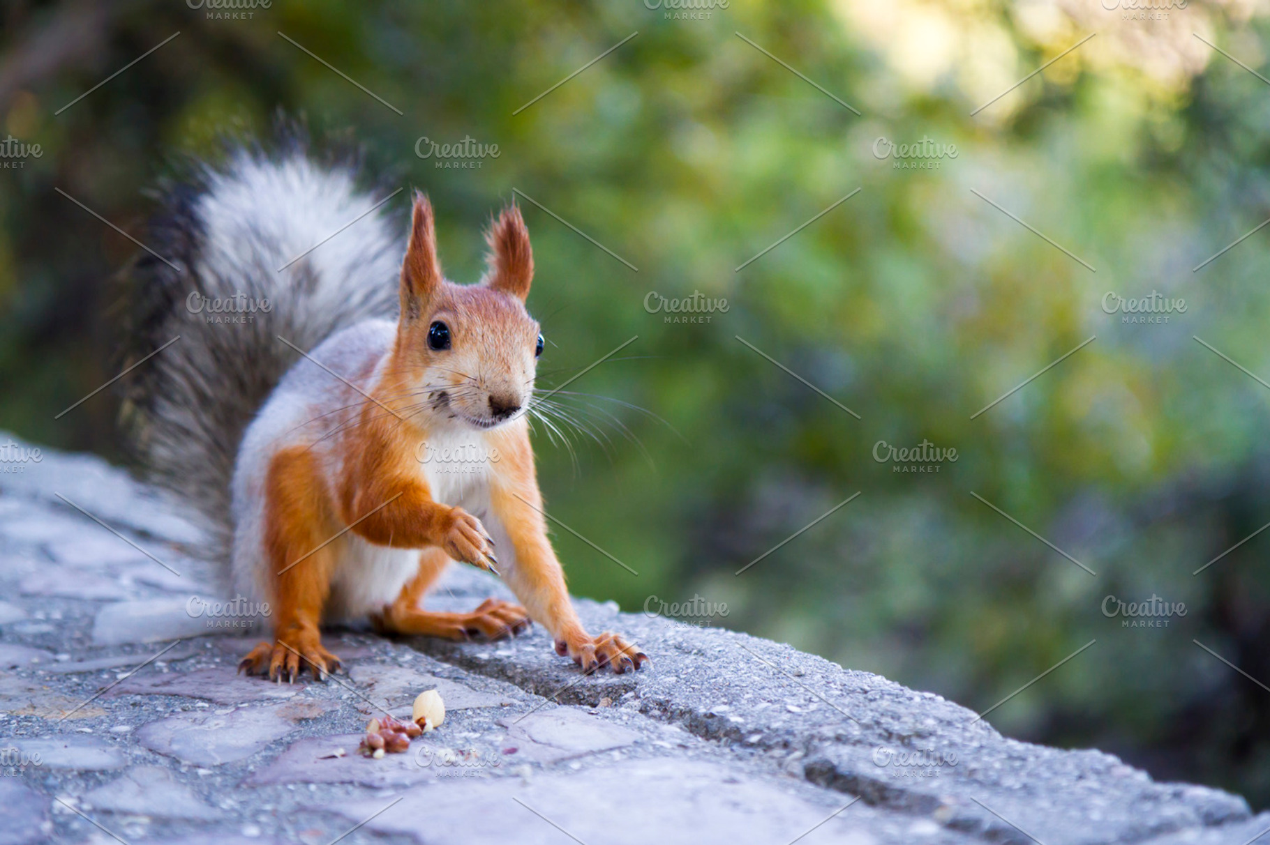 Squirrel with Nuts, an Animal Photo by Vector beauty