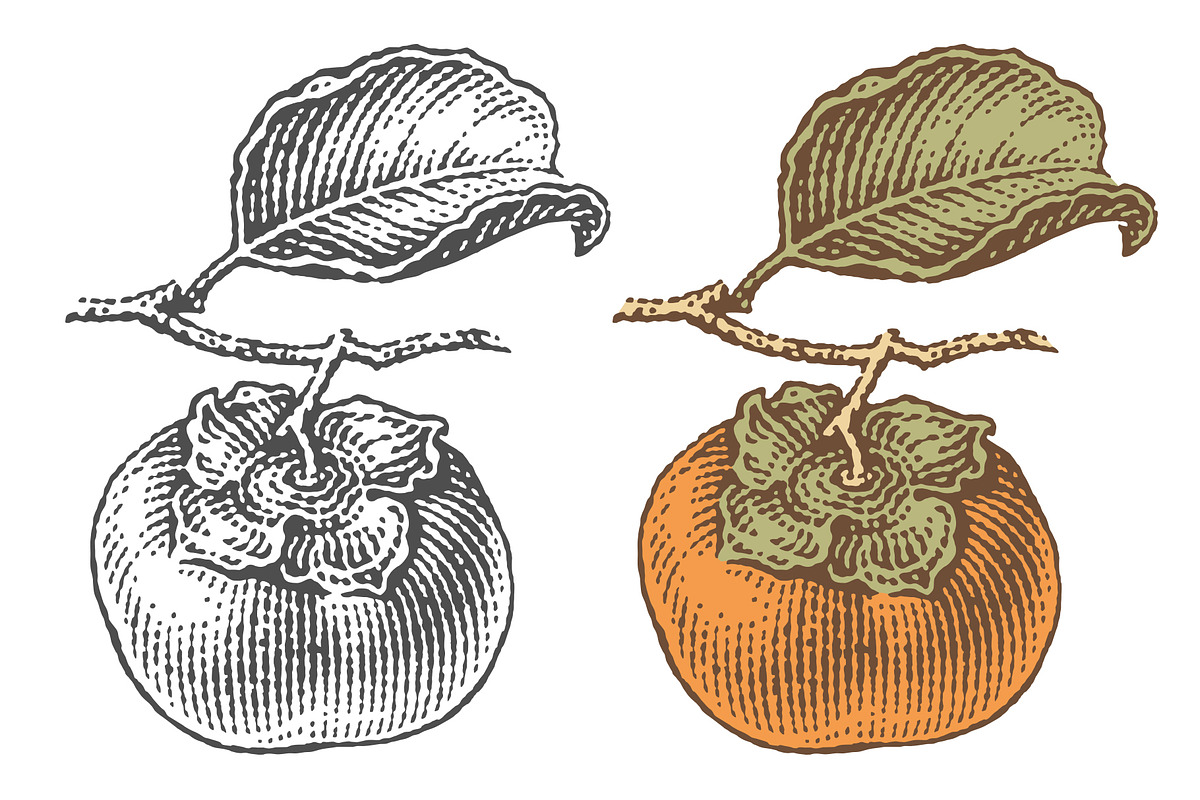 Persimmon engravings, a Food Illustration by Irina Trusova (Photo 1 of 3)