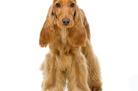 Beautiful english cocker spaniel containing isolated, pet, and canine, an Animal Photo by Sweet Studio