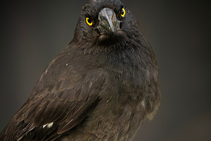 Pied Currawong