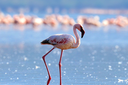 Flamingo containing flamingo, bird, and pink, an Animal Photo by Byrdyak
