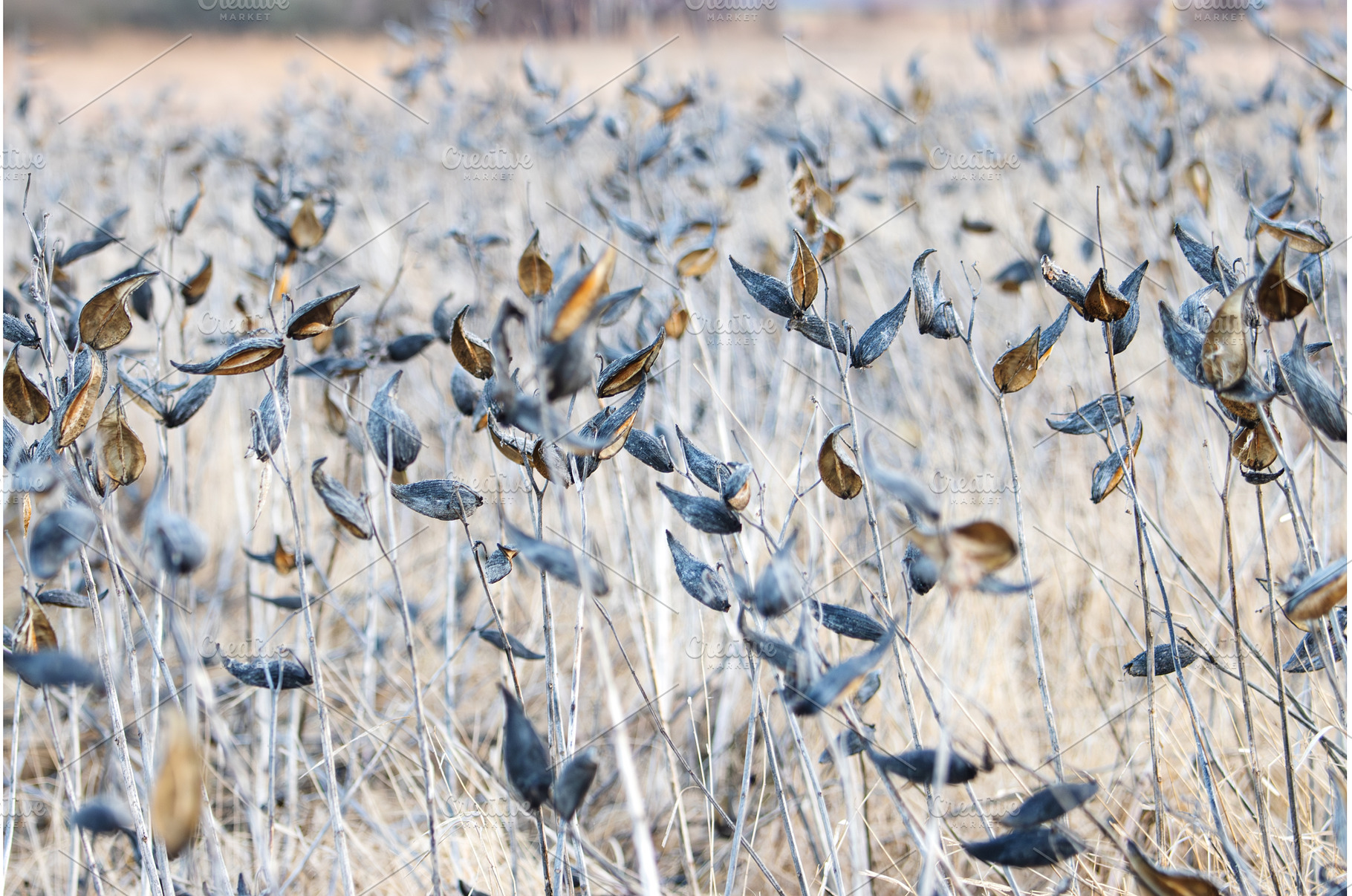 Dried Common Milkweed Seed Pods in, a Nature Photo by Pakosta