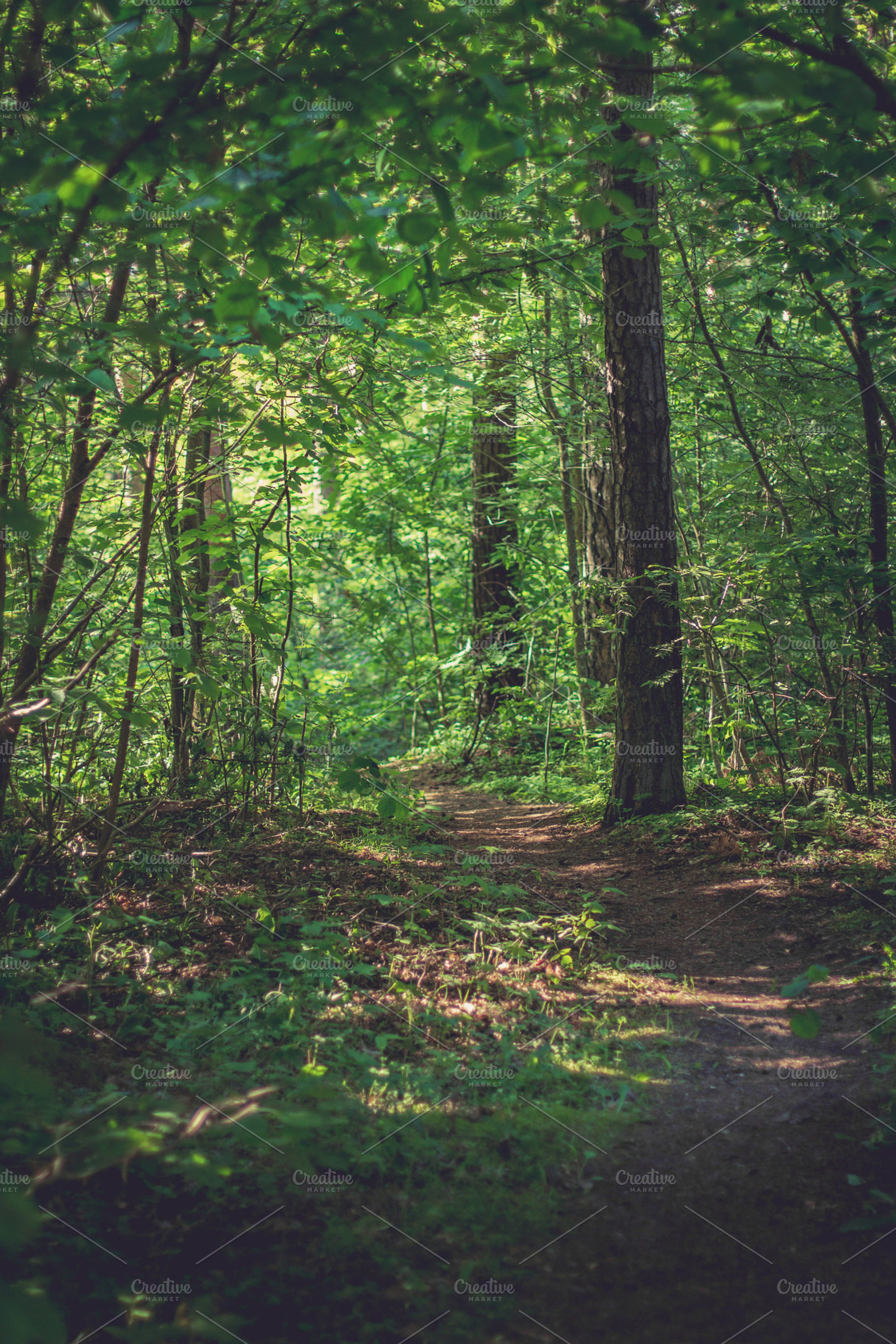 Forest path containing forest, wood, and woods