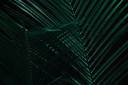 Palm tropical leaves in the shadows