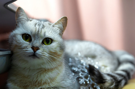 Close-up of a silver tabby cat with green eyes lying indoors nea