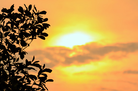 Sky at sunset featuring silhouette, tree, and sunset, a Nature Photo by yongkiet jitwattanatam
