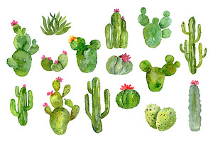 Watercolor Green Cacti Png