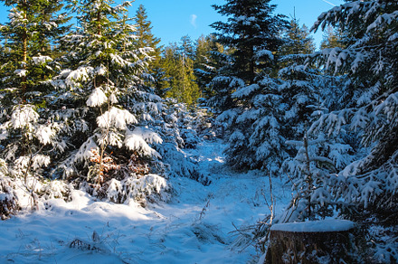 Snow-covered alpine forest