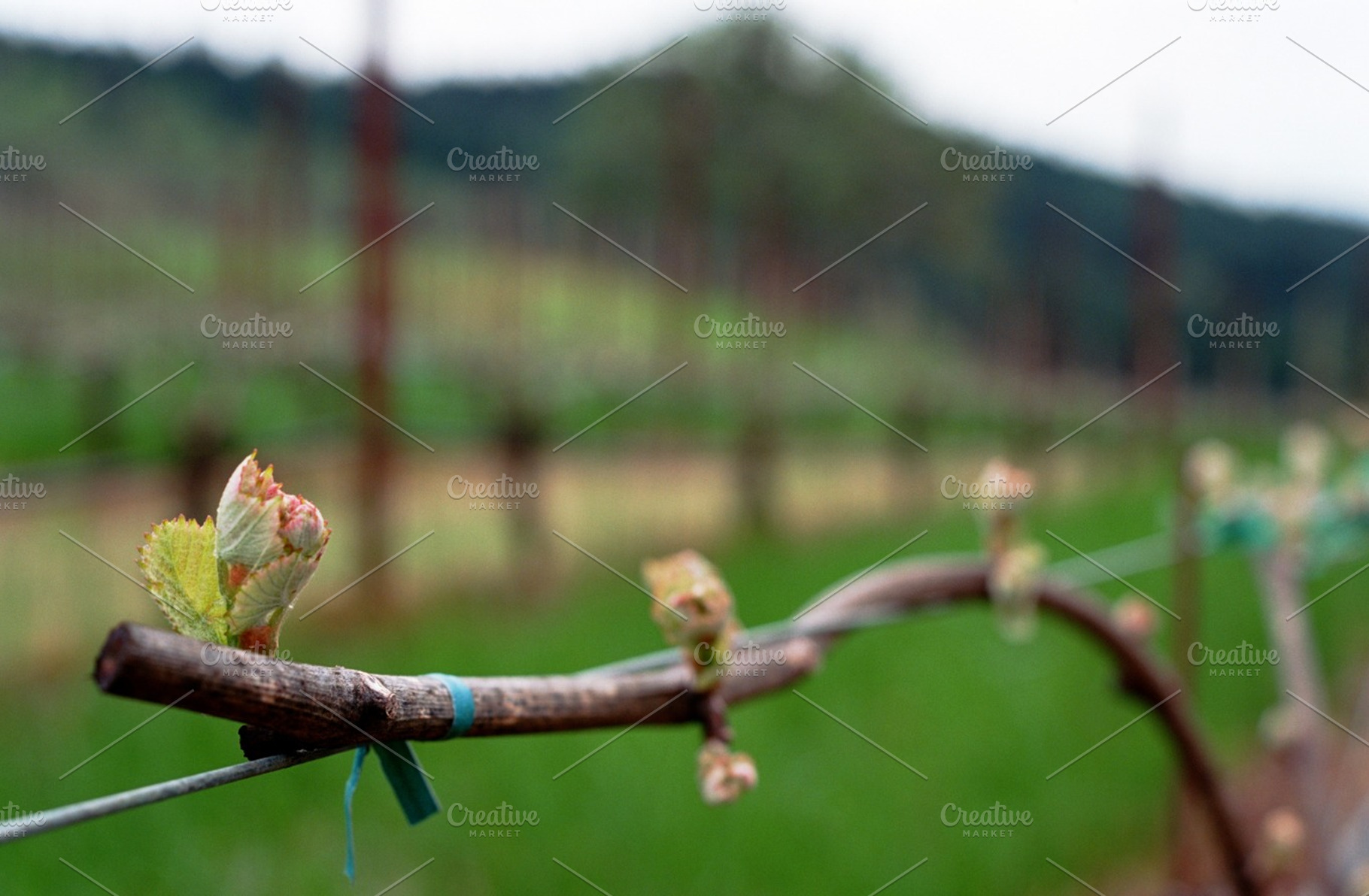 Bud break on a vine, a Nature Photo by David Krug Photography